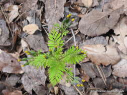 Слика од Tagetes foetidissima Hort. ex DC.