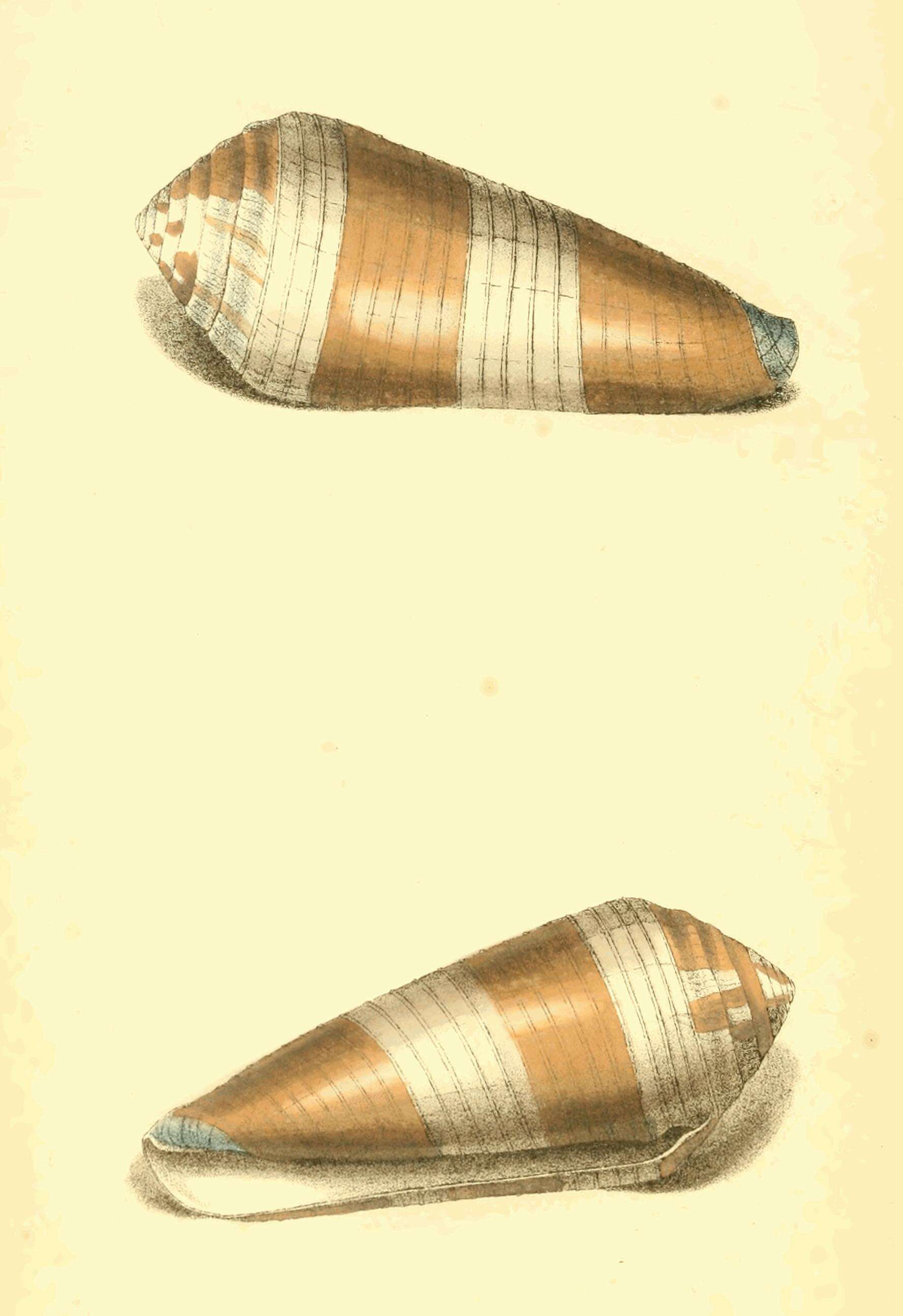 Image of Conus terebra Born 1778