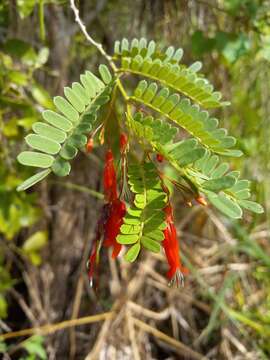 Image of Poitea galegoides Vent.