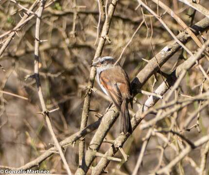 Ochthoeca leucophrys (d'Orbigny & Lafresnaye 1837)的圖片