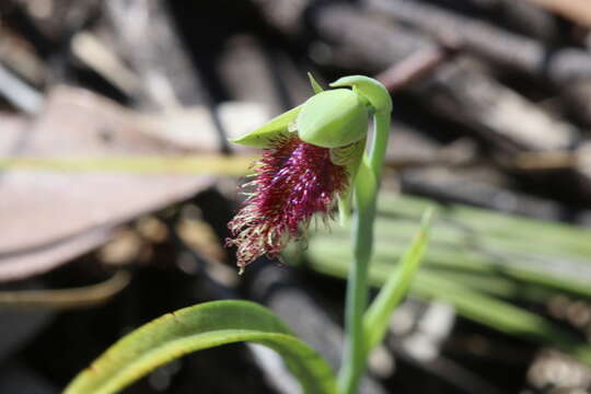 Calochilus robertsonii Benth.的圖片