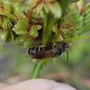 Image de Halictus poeyi Lepeletier 1841