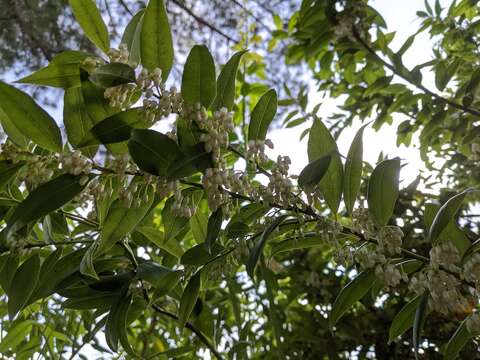 Agarista populifolia (Lam.) W. S. Judd的圖片