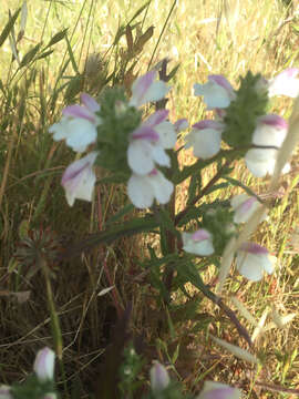 Image of Mediterranean lineseed