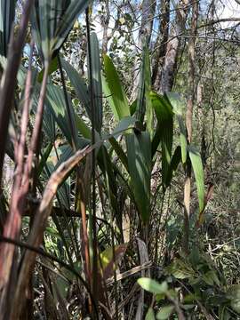 Image of Sphaeradenia laucheana (Mast.) Harling