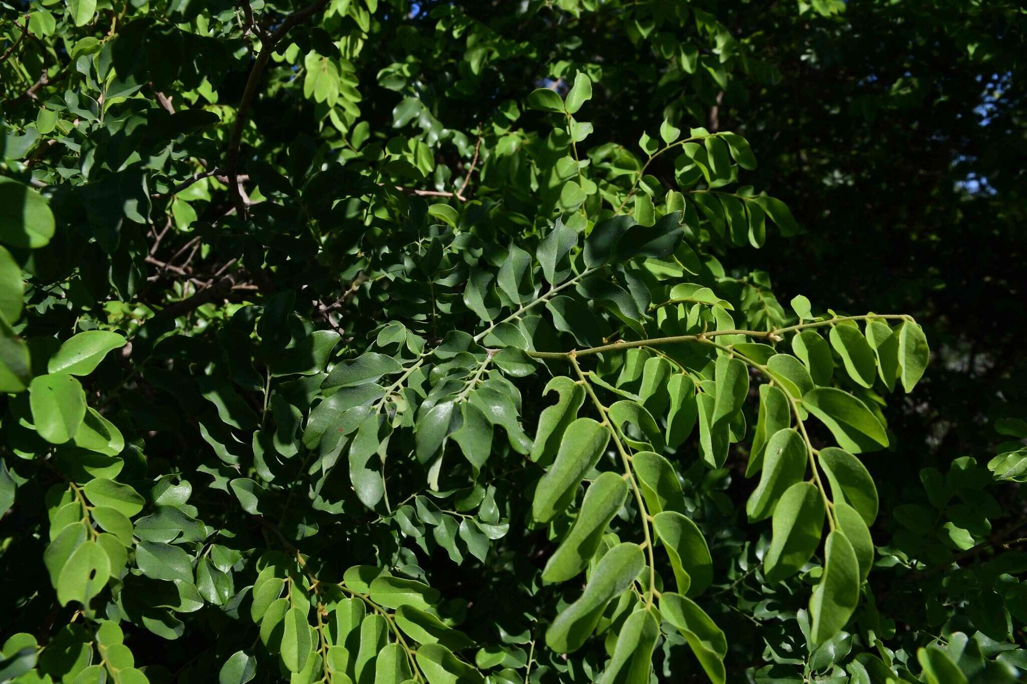 Image de Dalbergia nitidula Baker