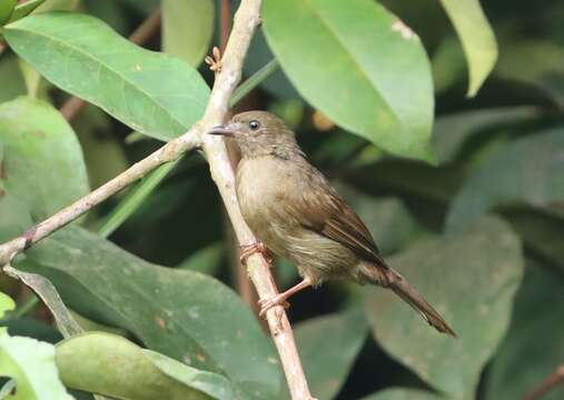 Image of Little Greenbul