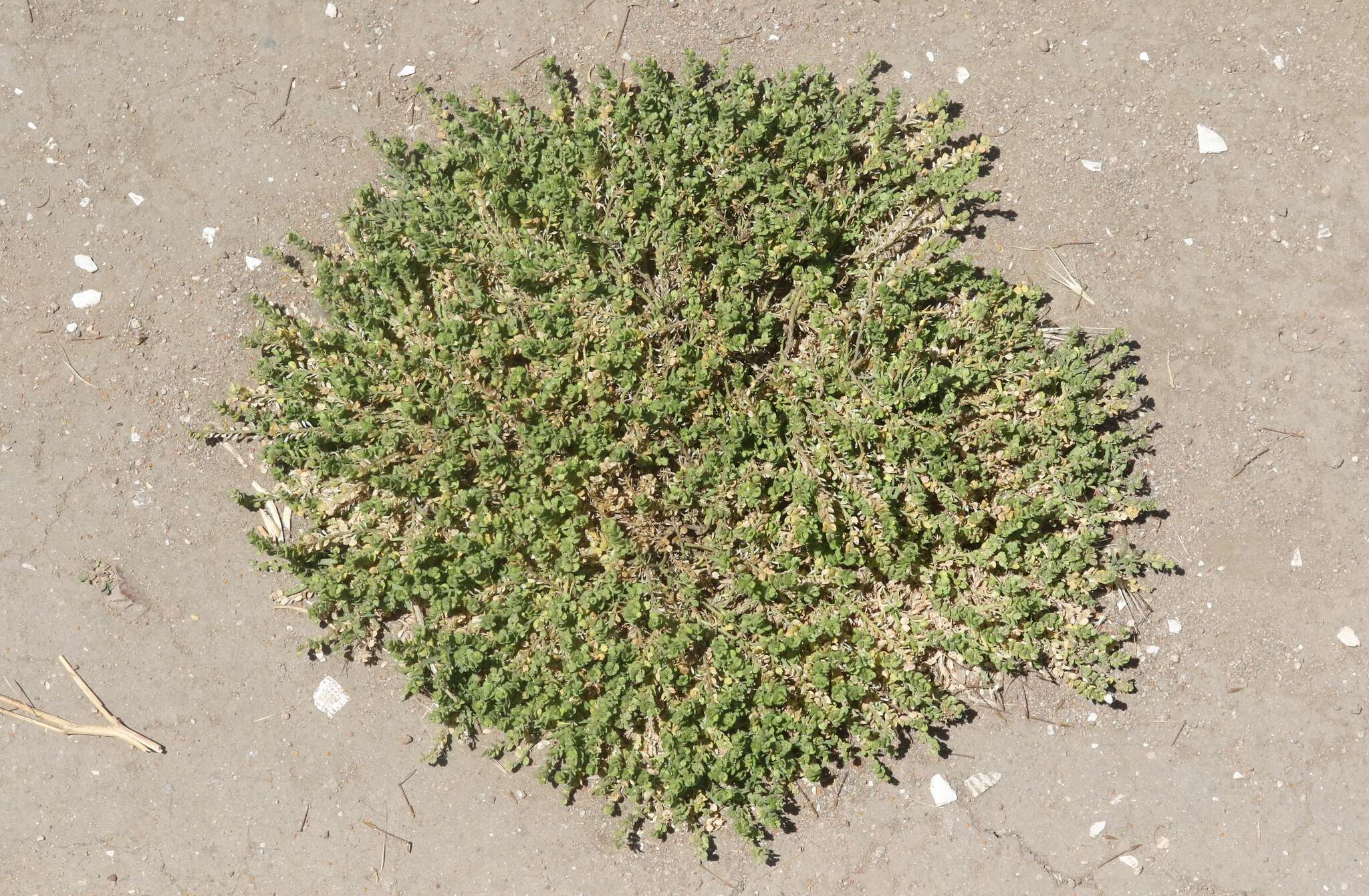 Image of upright pepperweed