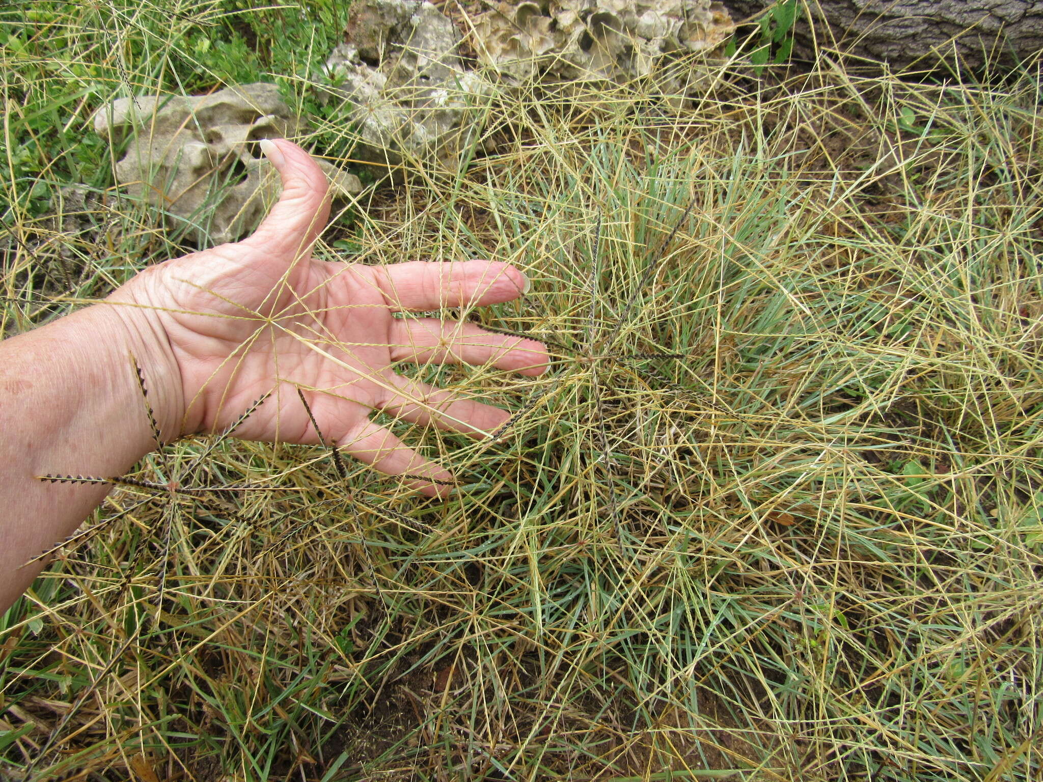 Plancia ëd Chloris andropogonoides E. Fourn.