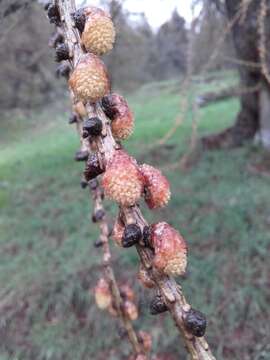 Image of European Larch