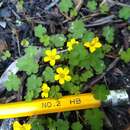 Oxalis exilis A. Cunn. resmi