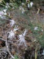 صورة Dianthus arenarius subsp. borussicus Vierh.