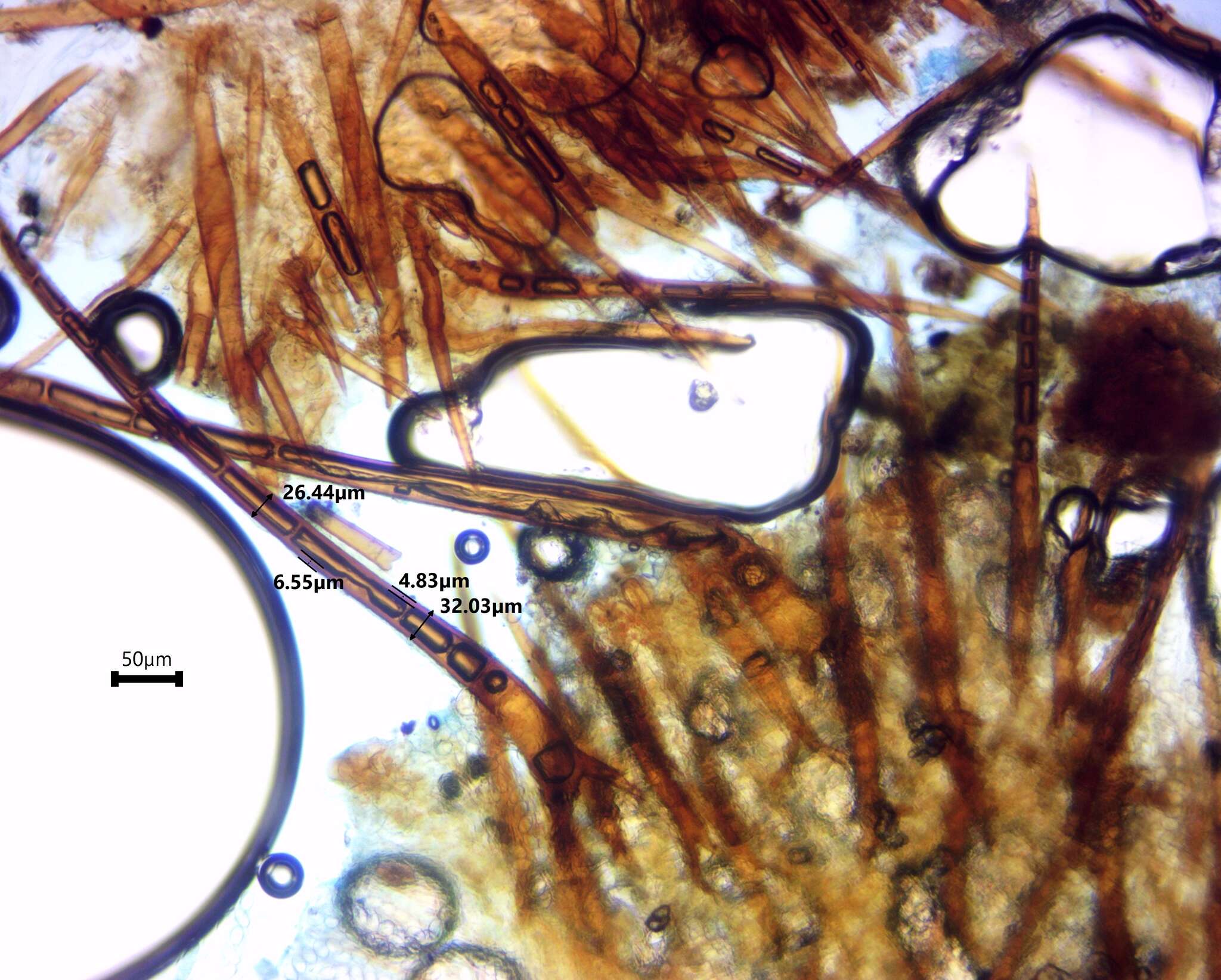 Image of Scutellinia olivascens (Cooke) Kuntze 1891