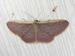 صورة Idaea costaria Walker 1863