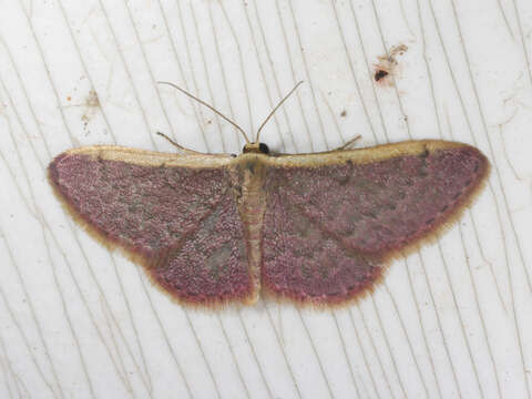 صورة Idaea costaria Walker 1863