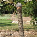 Image of Cycas armstrongii Miq.