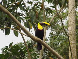 Image of Chestnut-mandibled Toucan