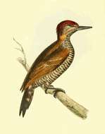 Image of Woodpeckers