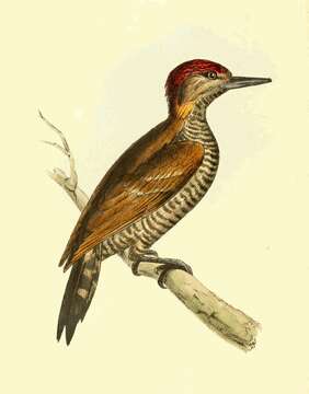 Imagem de Veniliornis Bonaparte 1854