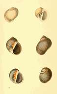 Image of Conuber sordidum (Swainson 1821)