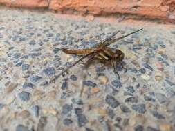 Image de Sympetrum gilvum (Selys 1884)