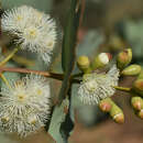 Image de Eucalyptus shirleyi Maiden