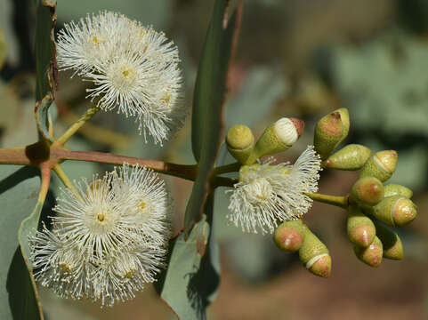 Image of Eucalyptus shirleyi Maiden