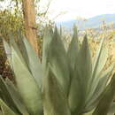 Agave cundinamarcensis A. Berger resmi