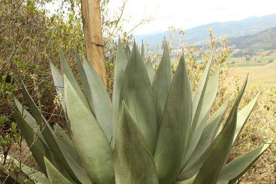 Image of Agave cundinamarcensis A. Berger