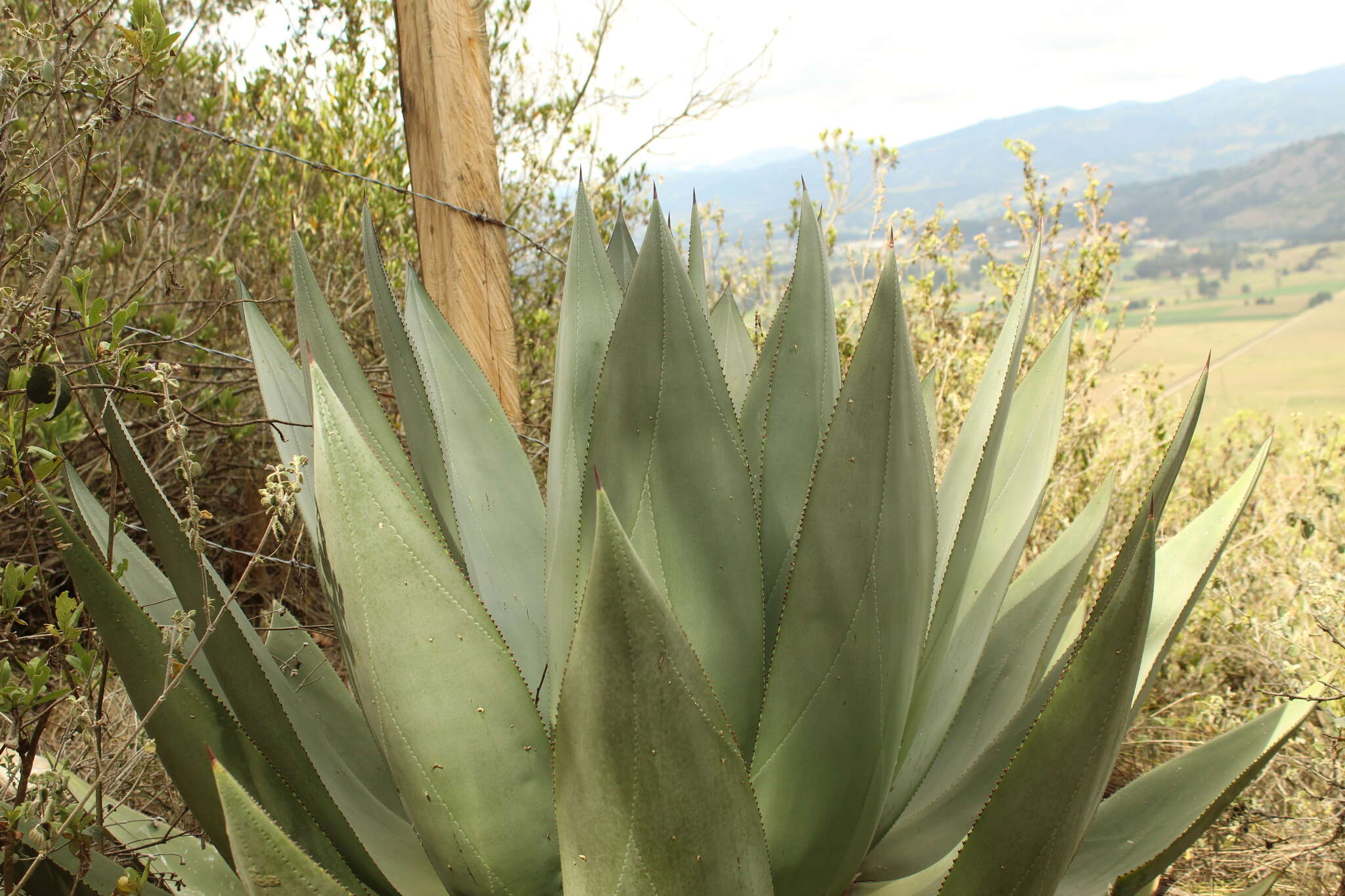 Agave cundinamarcensis A. Berger resmi