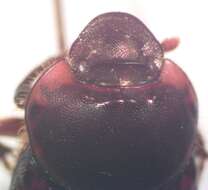 Слика од Onthophagus gazellinus Bates 1887