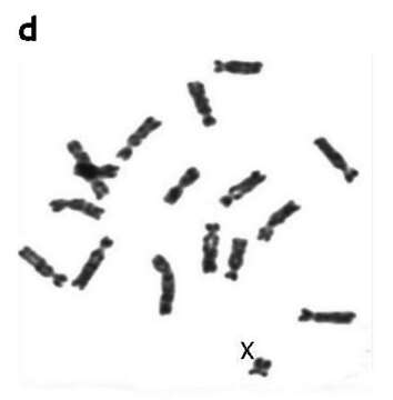 Image of Ellobius subgen. Afganomys Topachevski 1965