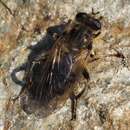 صورة Chalcosyrphus eunotus (Loew 1873)