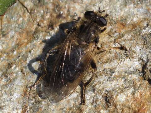 صورة Chalcosyrphus eunotus (Loew 1873)