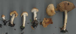 Image of Inocybe flocculosa Sacc. 1887