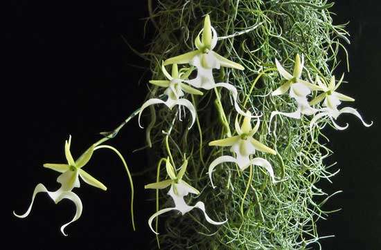 Image of Ghost orchid