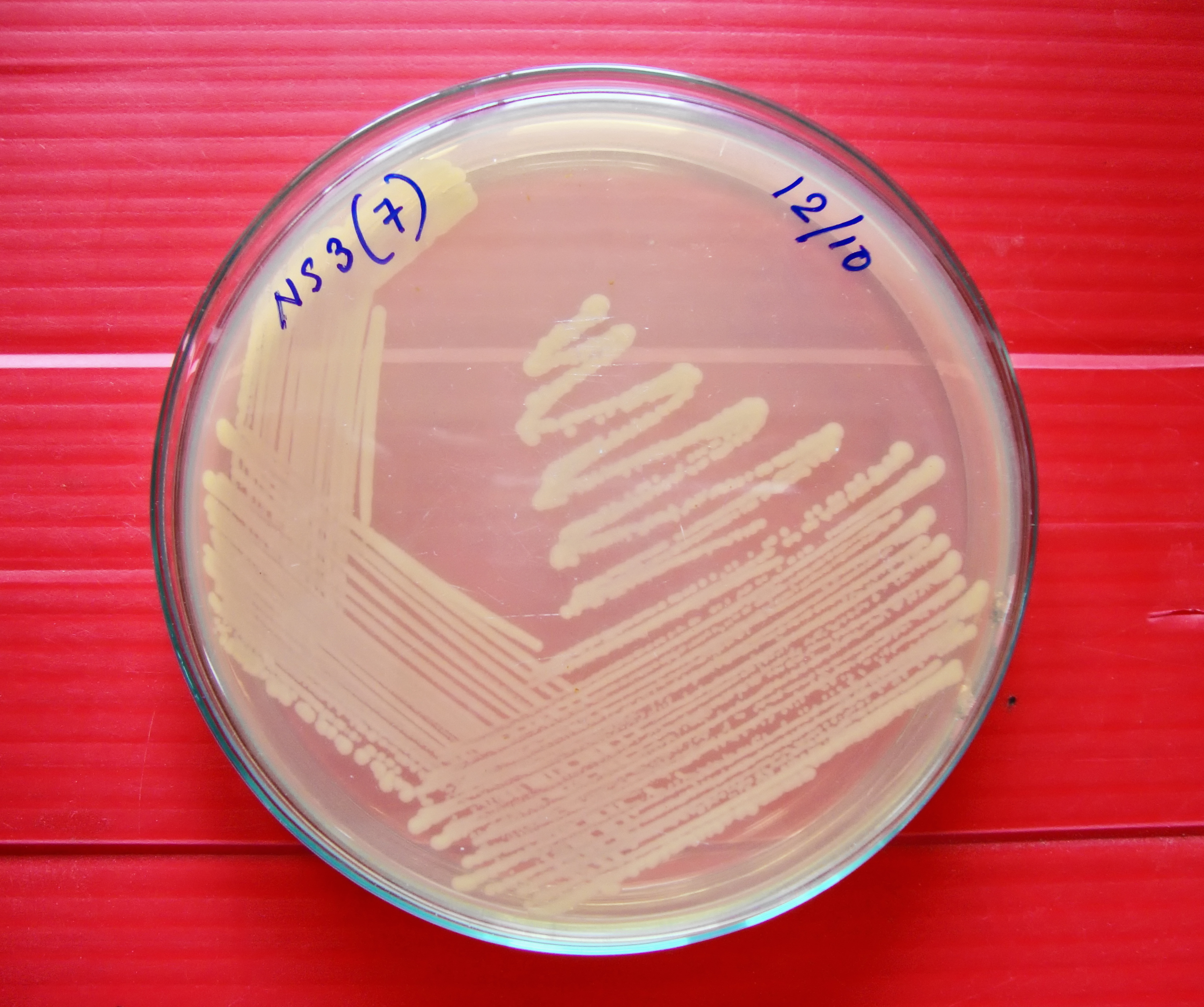 e-coli-strains-the-borgen-project