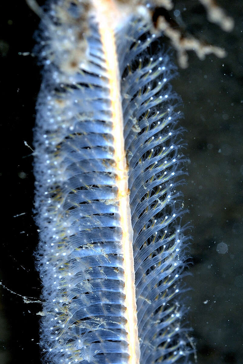 Image of common sea pen