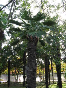 Image of Chinese windmill palm