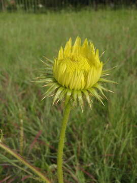 Image of Sun daisy