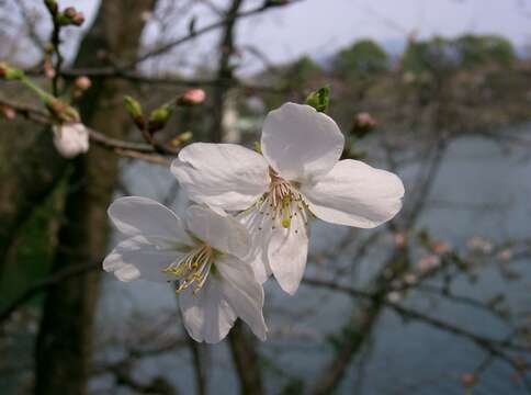 Plancia ëd Prunus yedoensis Matsum.