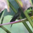 Image of Buff-tailed Sicklebill