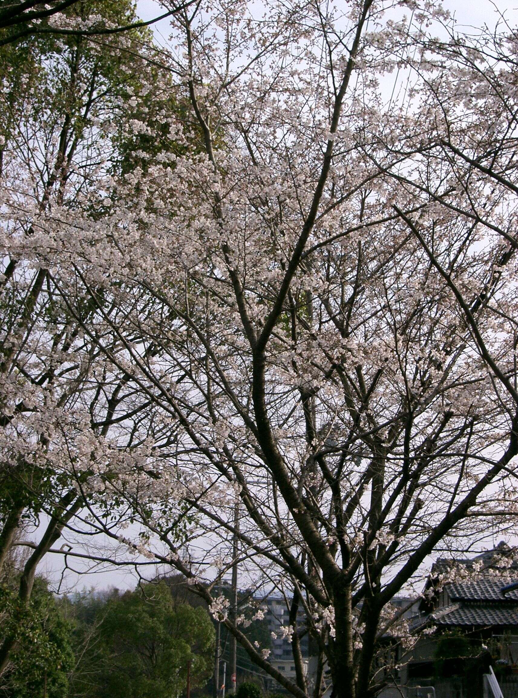 Plancia ëd Prunus yedoensis Matsum.