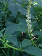 Image of Mexican pokeweed