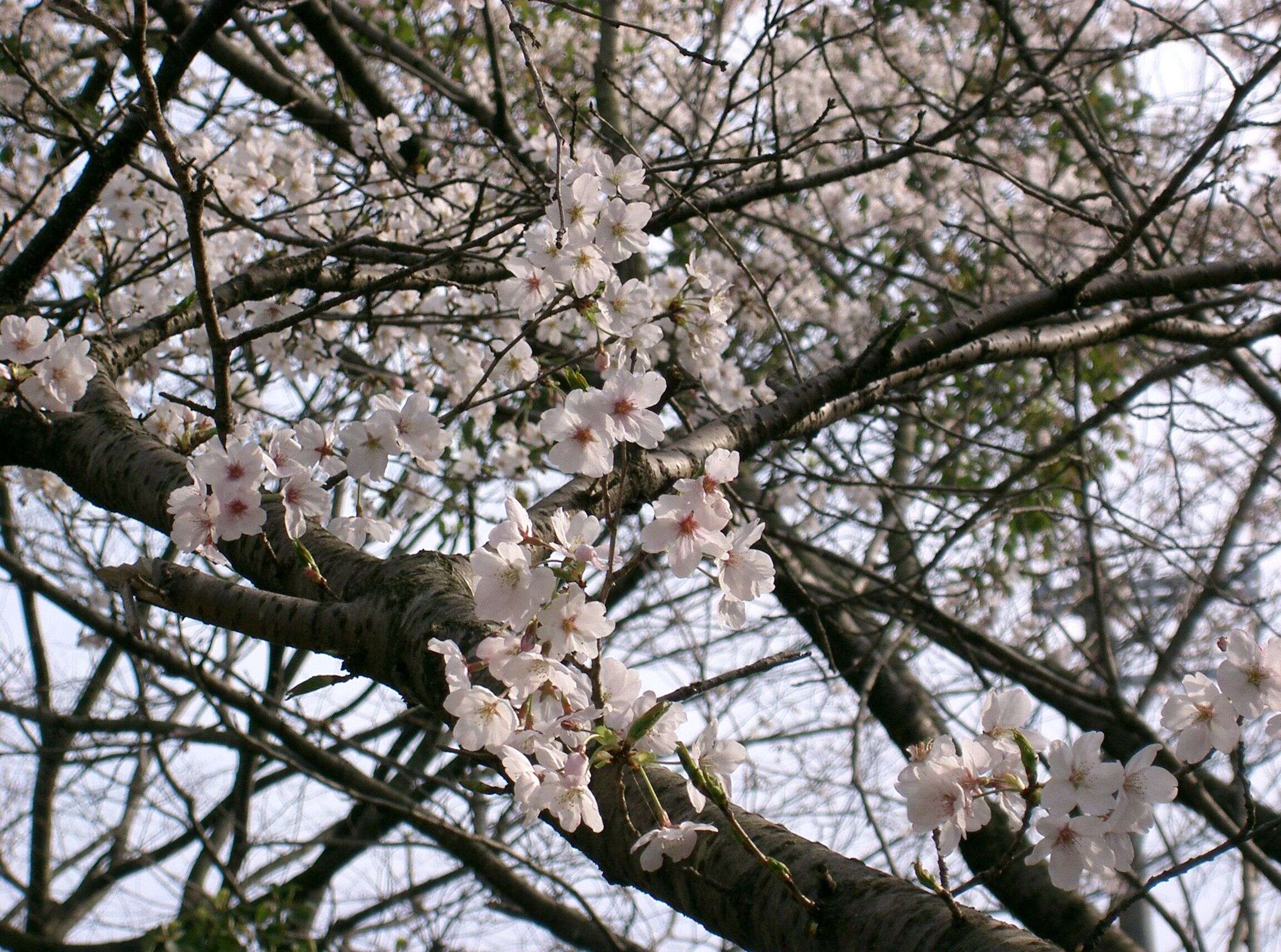 Plancia ëd Prunus yedoensis Matsum.