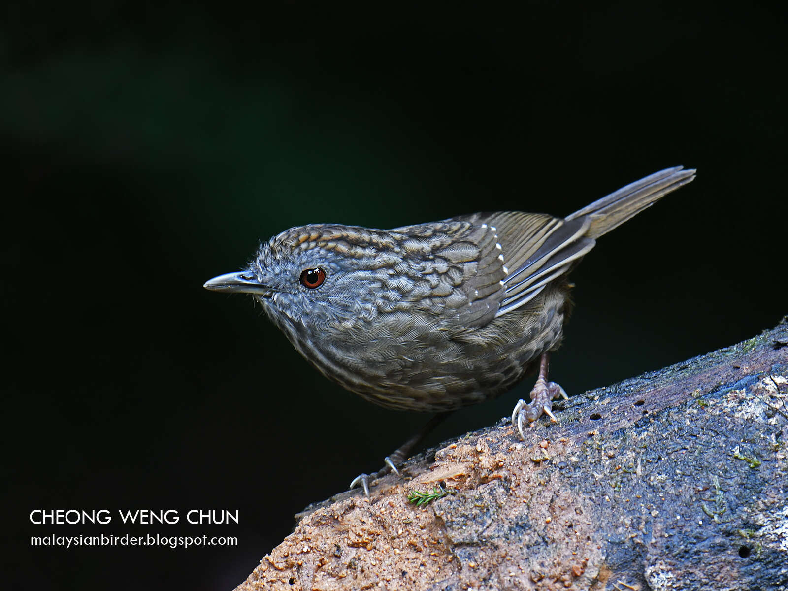 Image of Streaked Wren-Babbler