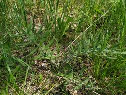 Слика од Cirsium decussatum Janka