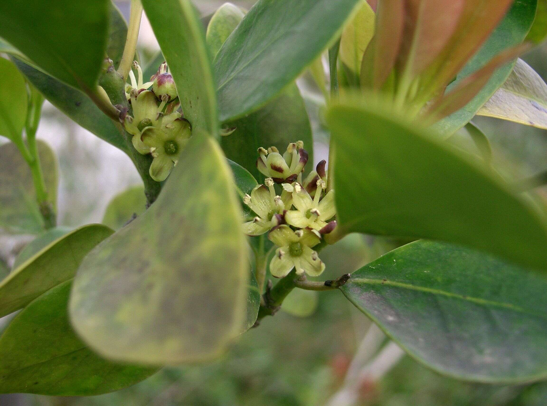 Image of elegance female holly