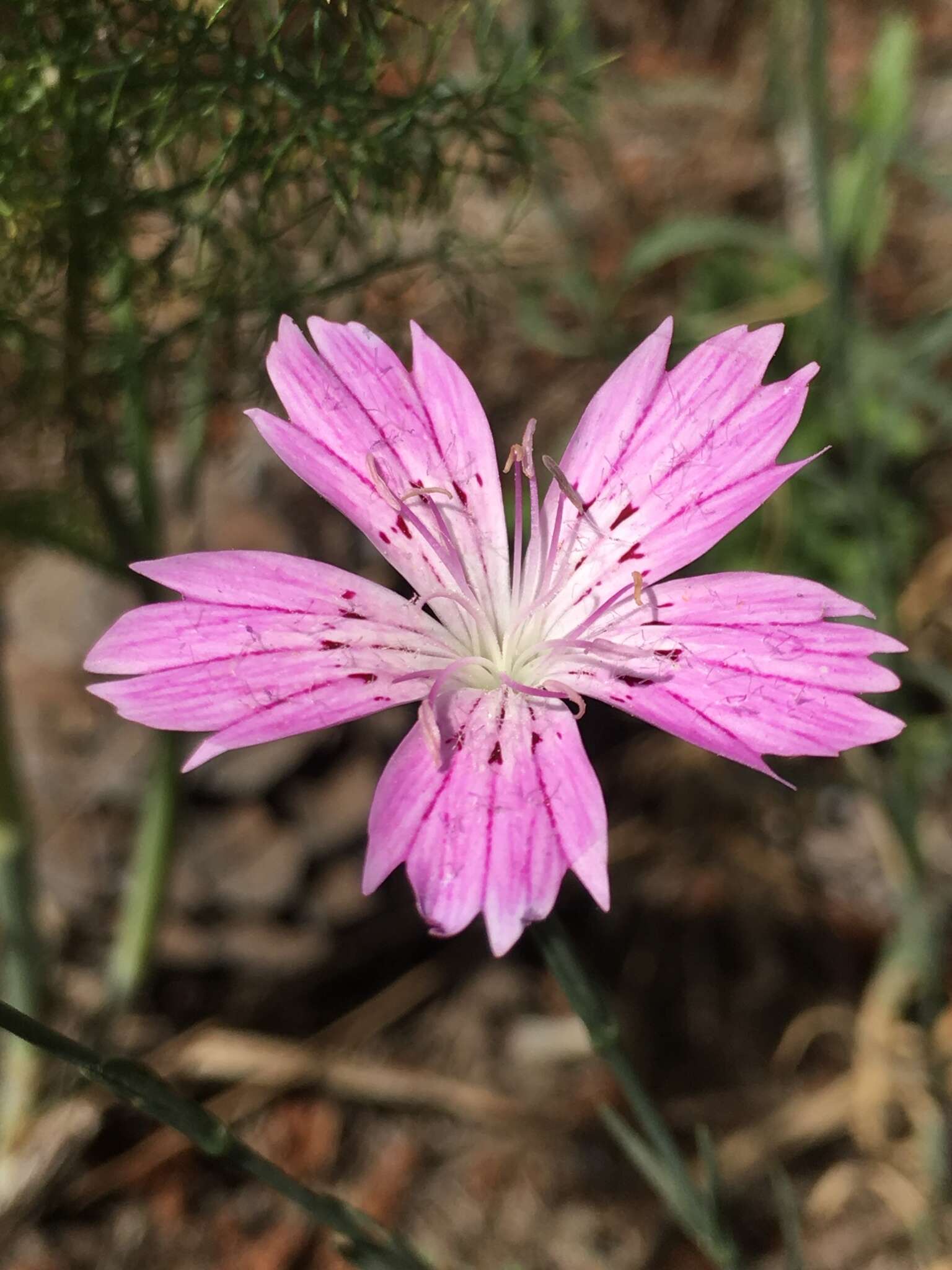 Image of Dianthus strictus Banks & Solander