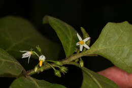 Image of Jamaican Nightshade